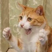 꺄악