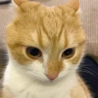 생각냥
