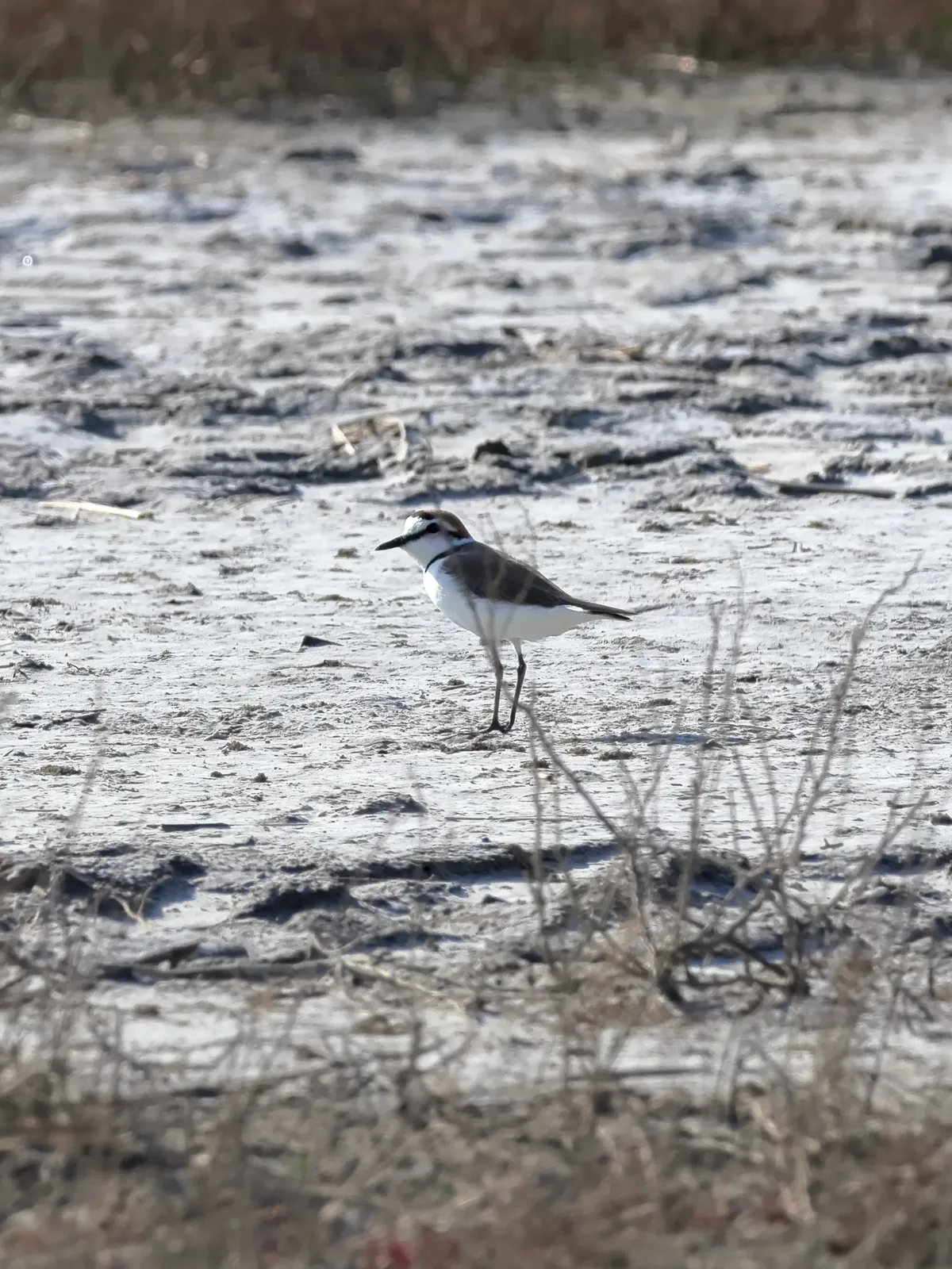 0490f719b78760f020b5c6b011f11a39cc7bf13912b8038705ca