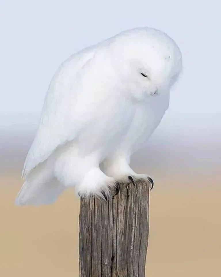 0b9fef0fc8f507f739e78ee742837c65654ffb6478f997b582a3e1c0ac7fd49fc4f72a
