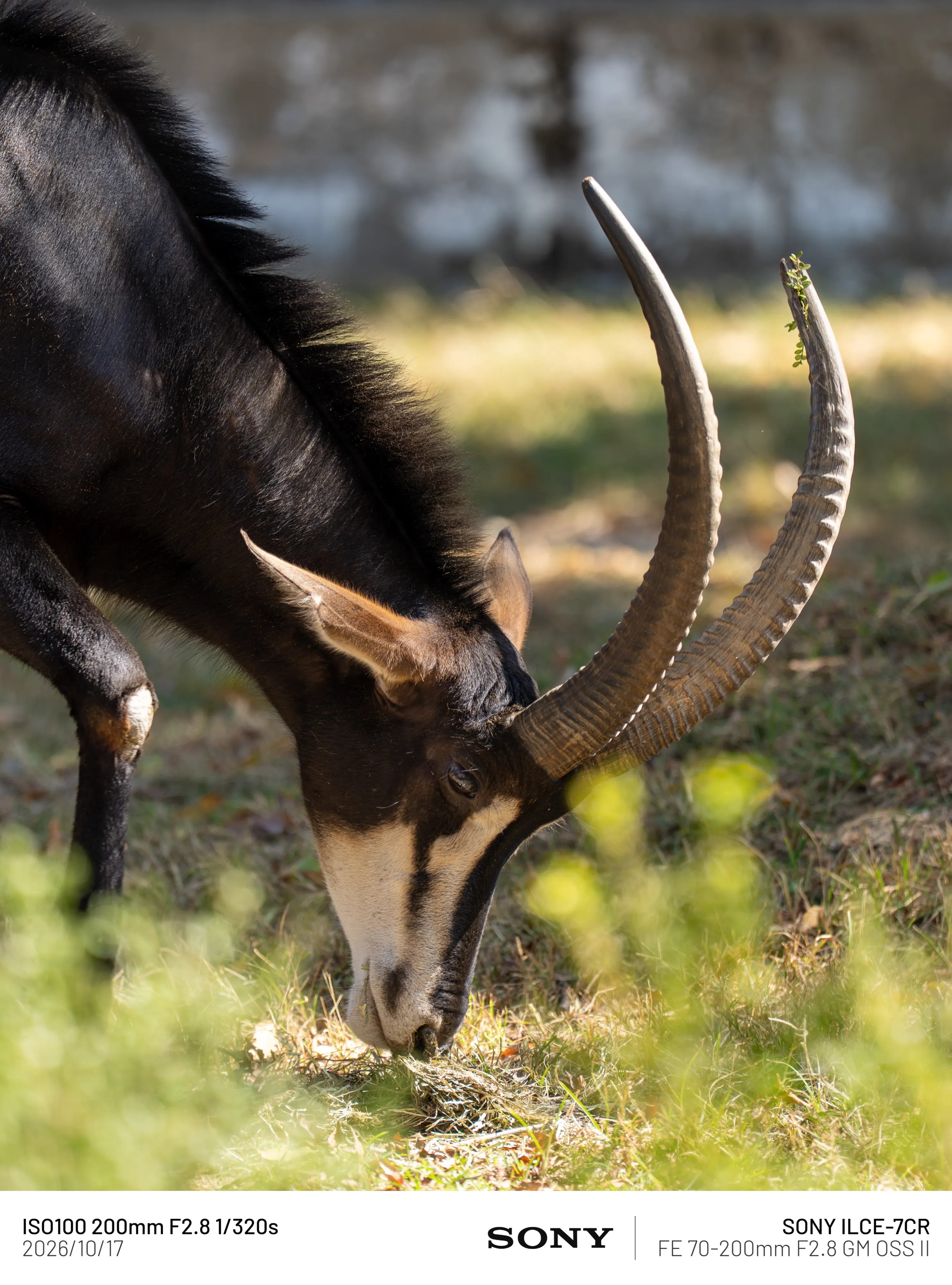 098ef376b6876ffe20a8d3b706f11a399ae671937e0a03871897