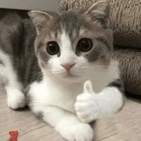 ㄹㅇ굿