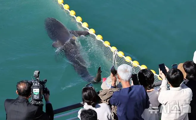[부산=뉴시스] 하경민 기자 = 부산 북항친수공원 수로에서 약 한달 만에 내보내진 흑상어 '부캉이'가 22일 바다로 돌아가지 않고 1차 차단망을 통과해 2차 그물 앞에서 유영하고 있다. 1차 차단망과 2차 그물 사이 거리는 약 30~40m이다. 2026.10.22. yulnetphoto@newsis.com
