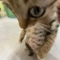 1 1